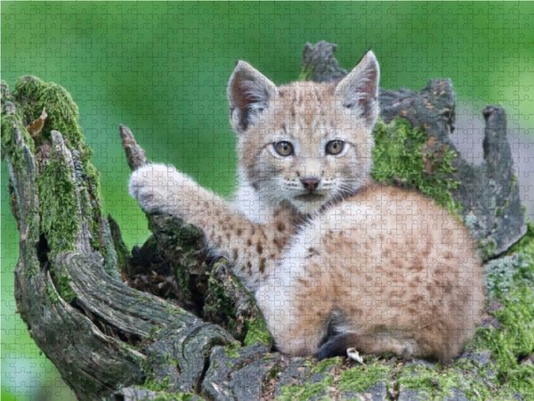 Produktbild: CALVENDO Puzzle Luchs 1000 Teile Lege-Gr&ouml;&szlig;e 64 x 48 cm Foto-Puzzle Bild von Wilfried Martin