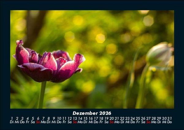 Produktbild: Blumenzauber 2026 Fotokalender DIN A5