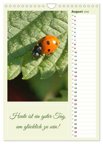 Produktbild: Marienk&auml;fer, Gl&uuml;cksbringer mit sieben Punkten (Wandkalender 2026 DIN A4 hoch), CALVENDO Monatskalender