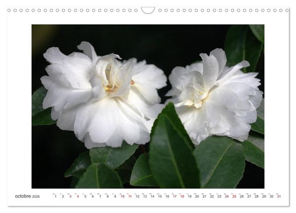 Produktbild: Cam&eacute;lias mystiques (Calendrier mural 2026 DIN A3 vertical), CALVENDO calendrier mensuel