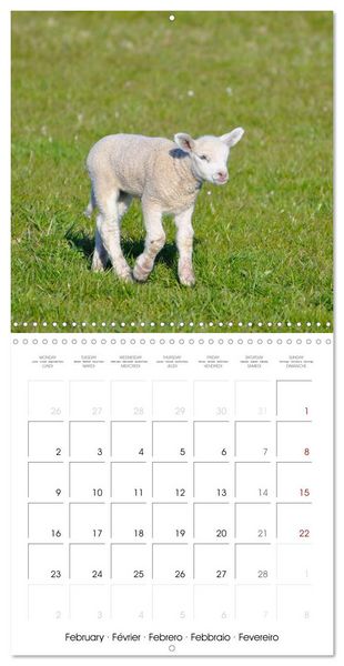 Produktbild: The wonderful world of sheep (Wall Calendar 2026 12 &times; 12 Inch) CALVENDO 12 Month Wall Calendar