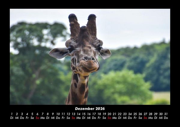 Produktbild: Giraffen 2026 Fotokalender DIN A3
