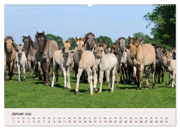 Produktbild: D&uuml;lmener Wildpferde (Wandkalender 2026 DIN A2 quer), CALVENDO Monatskalender