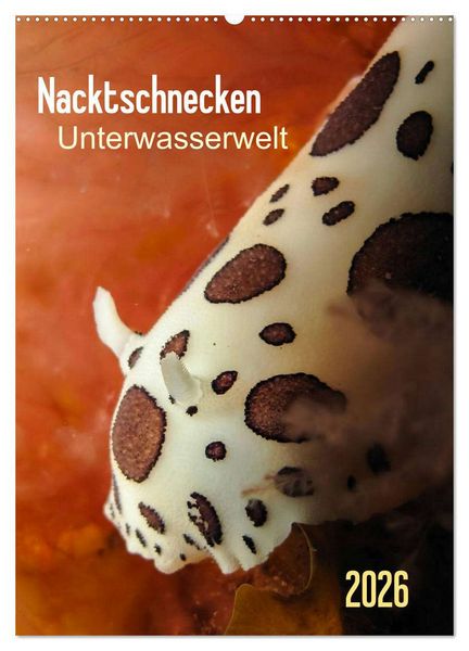 Produktbild: Nacktschnecken - Unterwasserwelt 2026 (Wandkalender 2026 DIN A2 hoch), CALVENDO Monatskalender