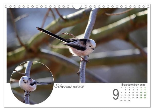 Produktbild: Gefiederte Garteng&auml;ste (Wandkalender 2026 DIN A4 quer), CALVENDO Monatskalender