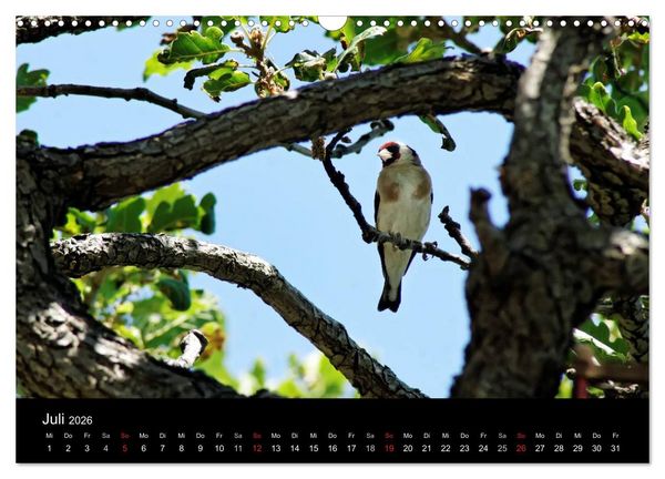 Produktbild: Kalabrien: Wo die Sonne Urlaub macht (Wandkalender 2026 DIN A3 quer), CALVENDO Monatskalender