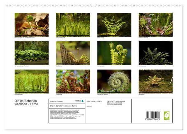 Produktbild: Die im Schatten wachsen - Farne (hochwertiger Premium Wandkalender 2026 DIN A2 quer), Kunstdruck in Hochglanz