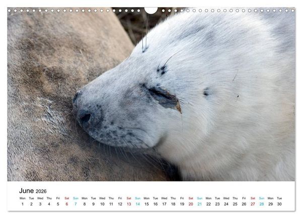 Produktbild: Grey Seal Pups of Donna Nook (Wall Calendar 2026 DIN A3 landscape), CALVENDO 12 Month Wall Calendar