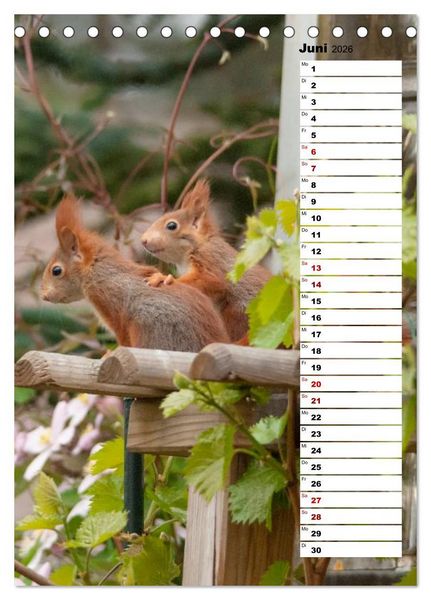 Produktbild: Eichh&ouml;rnchen - kleine Tiere, gro&szlig;e Liebe (Tischkalender 2026 DIN A5 hoch), CALVENDO Monatskalender
