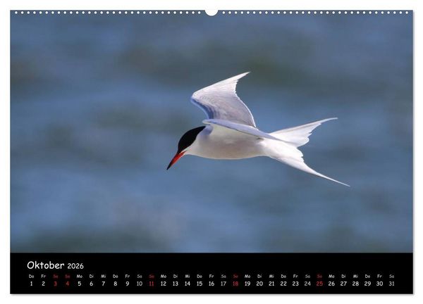 Produktbild: V&ouml;gel der Nordseek&uuml;ste (hochwertiger Premium Wandkalender 2026 DIN A2 quer), Kunstdruck in Hochglanz