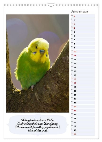 Produktbild: Niedliche Wellensittiche (Wandkalender 2026 DIN A3 hoch), CALVENDO Monatskalender