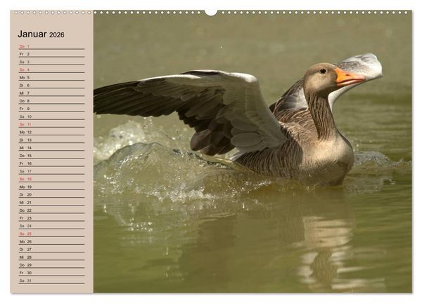 Produktbild: G&auml;nse und Enten. Schnattern, watscheln, quaken! (Wandkalender 2026 DIN A2 quer), CALVENDO Monatskalender