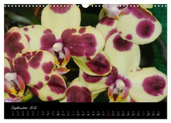 Produktbild: Farbenreiche Orchideen (Wandkalender 2026 DIN A3 quer), CALVENDO Monatskalender