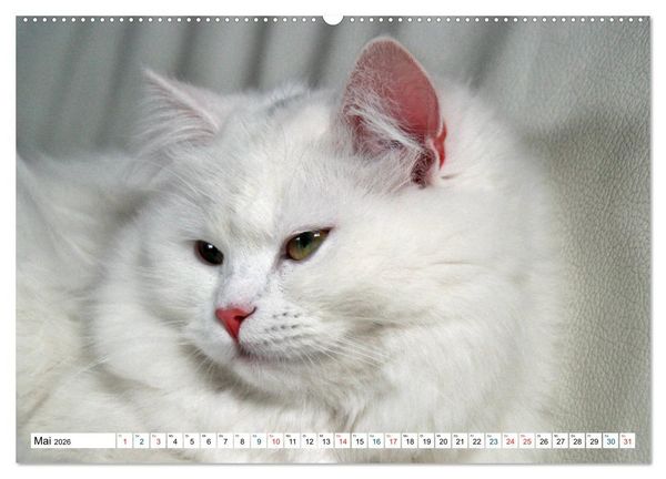 Produktbild: Die Perserkatze - Farbschlag Wei&szlig; (Wandkalender 2026 DIN A2 quer), CALVENDO Monatskalender