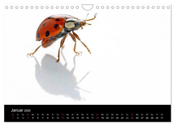 Produktbild: Viel Gl&uuml;ck - Marienk&auml;fer im Fotostudio (Wandkalender 2026 DIN A4 quer), CALVENDO Monatskalender
