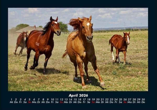 Produktbild: Pferdegefl&uuml;ster 2026 Fotokalender DIN A4