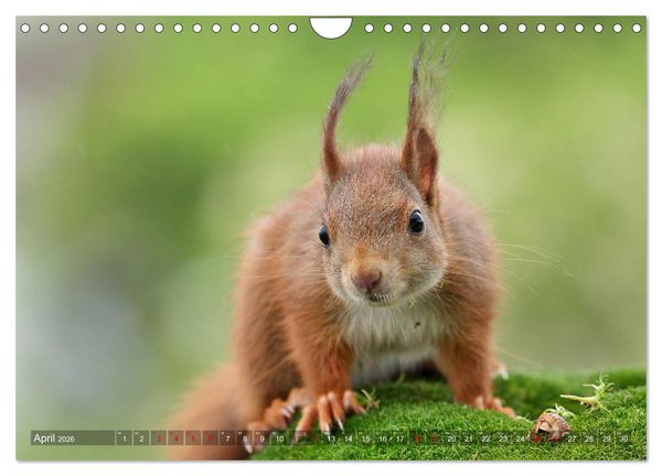 Produktbild: Eichh&ouml;rnchen Luna und ihre Kinder (Wandkalender 2026 DIN A4 quer), CALVENDO Monatskalender