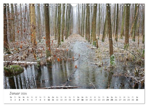 Produktbild: Wald - bezaubernde W&auml;lder (Wandkalender 2026 DIN A3 quer), CALVENDO Monatskalender
