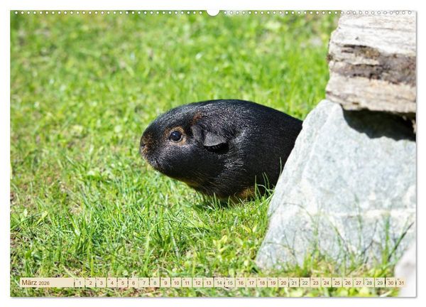 Produktbild: MEERSCHWEINCHEN neugierig - s&uuml;&szlig; - liebenswert (Wandkalender 2026 DIN A2 quer), CALVENDO Monatskalender