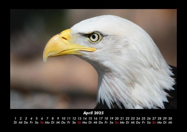 Produktbild: Adler 2025 Fotokalender DIN A3