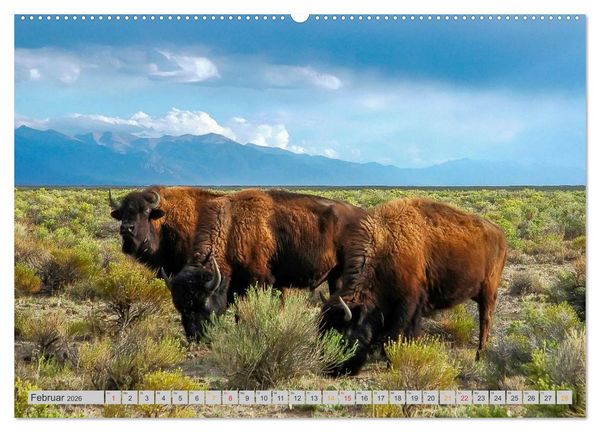 Produktbild: Bison und Wisent - Riesen mit unb&auml;ndiger Kraft (hochwertiger Premium Wandkalender 2026 DIN A2 quer), Kunstdruck in Hochglanz