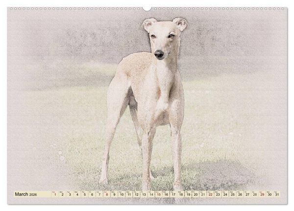 Produktbild: Whippets 2026 (High Quality Premium Wall Calendar 2026 DIN A2 landscape),CALVENDO 12 Month Wall Calendar