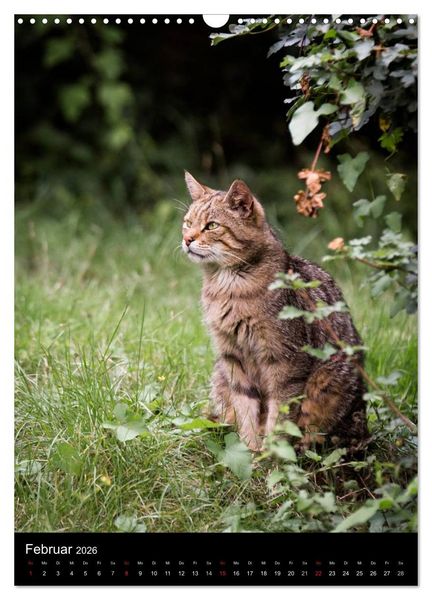 Produktbild: Wildkatzen - scheue J&auml;ger (Wandkalender 2026 DIN A3 hoch), CALVENDO Monatskalender
