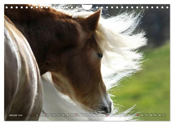 Produktbild: Haflinger Sch&ouml;nheiten (Wandkalender 2026 DIN A4 quer), CALVENDO Monatskalender