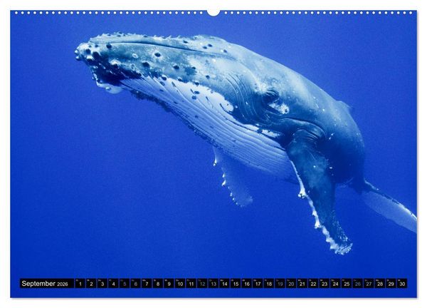 Produktbild: Die blaue Welt der Wale (Wandkalender 2026 DIN A2 quer), CALVENDO Monatskalender