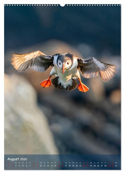 Produktbild: Naturerlebnis Puffin (hochwertiger Premium Wandkalender 2026 DIN A2 hoch), Kunstdruck in Hochglanz