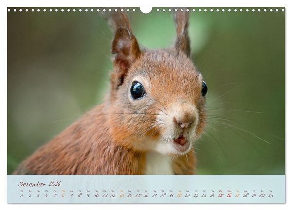 Produktbild: Sch&ouml;nheiten des Waldes (Wandkalender 2026 DIN A3 quer), CALVENDO Monatskalender