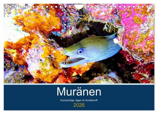 Produktbild: Mur&auml;nen - Kurzsichtige J&auml;ger im Korallenriff (Wandkalender 2026 DIN A4 quer), CALVENDO Monatskalender