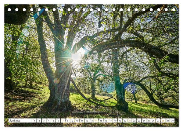 Produktbild: B&auml;ume im Altm&uuml;hltal (Tischkalender 2026 DIN A5 quer), CALVENDO Monatskalender