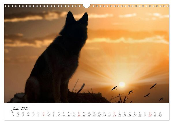 Produktbild: Sch&auml;ferhunde Seelenhunde (Wandkalender 2026 DIN A3 quer), CALVENDO Monatskalender