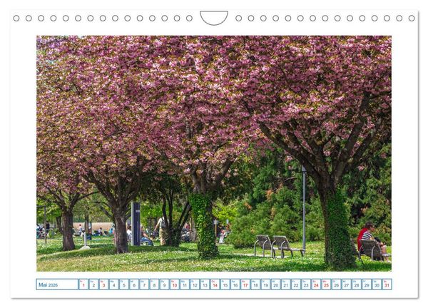 Produktbild: Bodman - sch&ouml;ner kleiner Ort direkt am Bodensee (Wandkalender 2026 DIN A4 quer), CALVENDO Monatskalender