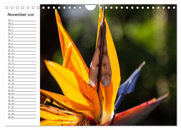 Produktbild: Strelitzien - die Paradiesv&ouml;gel unter den Blumen (Wandkalender 2026 DIN A4 quer), CALVENDO Monatskalender
