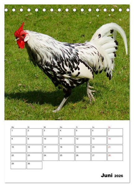 Produktbild: H&uuml;hner Terminplaner (Tischkalender 2026 DIN A5 hoch), CALVENDO Monatskalender