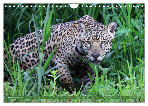 Produktbild: Jaguare im Pantanal (Wandkalender 2026 DIN A4 quer), CALVENDO Monatskalender