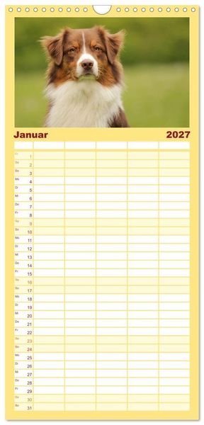 Produktbild: Familienplaner 2027 - Australian Shepherd - Treue Blicke, wilde Herzen mit 5 Spalten (Wandkalender, 21 x 45 cm) CALVENDO