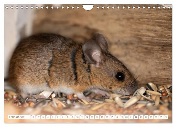 Produktbild: Die Maus im Vogelhaus (Wandkalender 2026 DIN A4 quer), CALVENDO Monatskalender