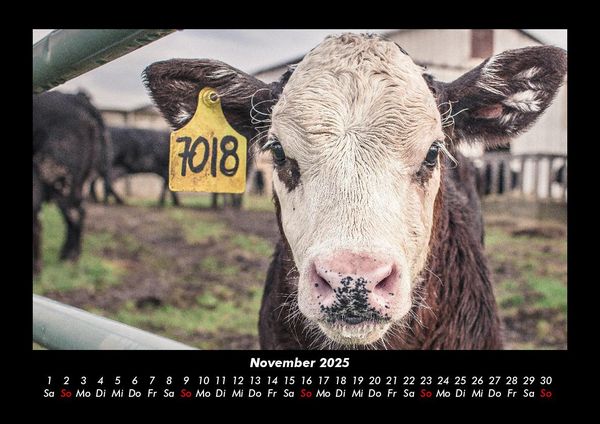 Produktbild: Kuhkalender 2025 Fotokalender DIN A3