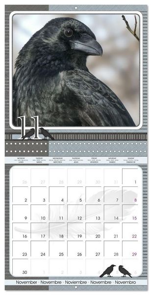 Produktbild: Saar, I: Crows. Portraits of Intelligence. Cleverly schedule