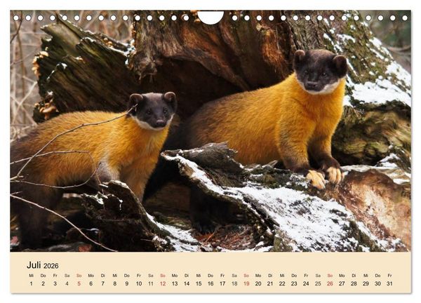 Produktbild: Frettchen und Marder. Frech, witzig, niedlich (Wandkalender 2026 DIN A4 quer), CALVENDO Monatskalender
