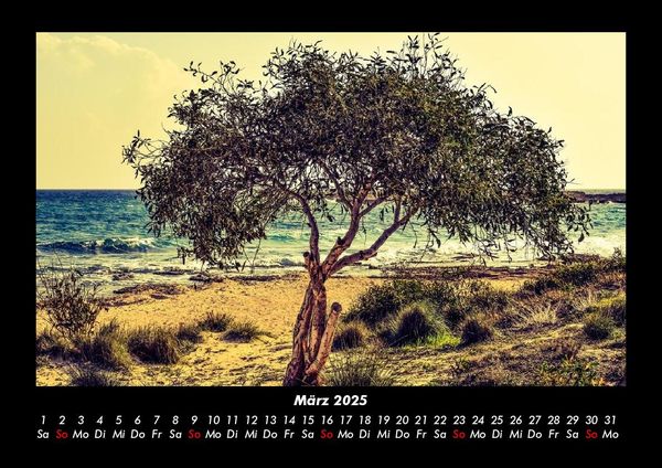 Produktbild: B&auml;ume 2025 Fotokalender DIN A3