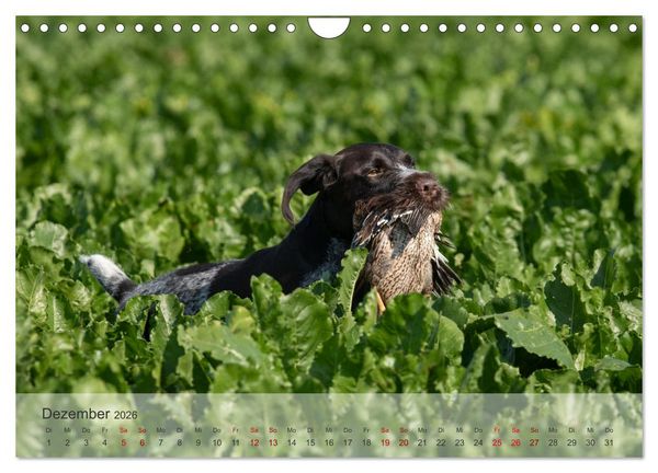 Produktbild: Treue Jagdgef&auml;hrten - Der Deutsch Drahthaar (Wandkalender 2026 DIN A4 quer), CALVENDO Monatskalender