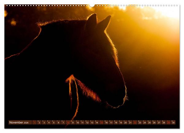 Produktbild: Kaltbl&uuml;ter - Schwere Pferde mit Charme (hochwertiger Premium Wandkalender 2026 DIN A2 quer), Kunstdruck in Hochglanz