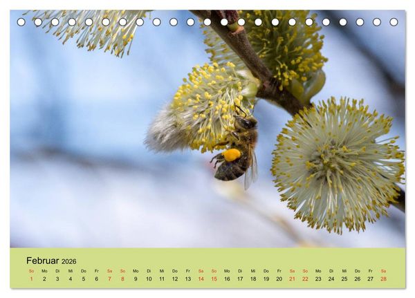 Produktbild: Bienen bei der Arbeit (Tischkalender 2026 DIN A5 quer), CALVENDO Monatskalender