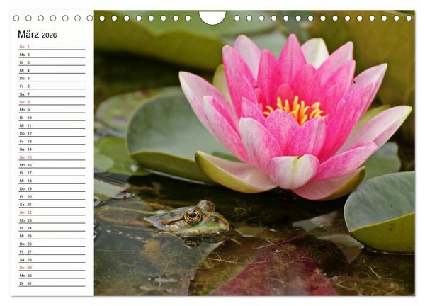 Produktbild: Amphibien und Reptilien (Wandkalender 2026 DIN A4 quer), CALVENDO Monatskalender