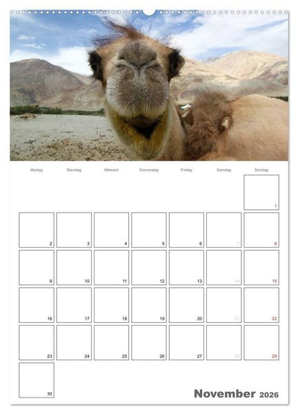 Produktbild: Kamel Portr&auml;t (hochwertiger Premium Wandkalender 2026 DIN A2 hoch), Kunstdruck in Hochglanz