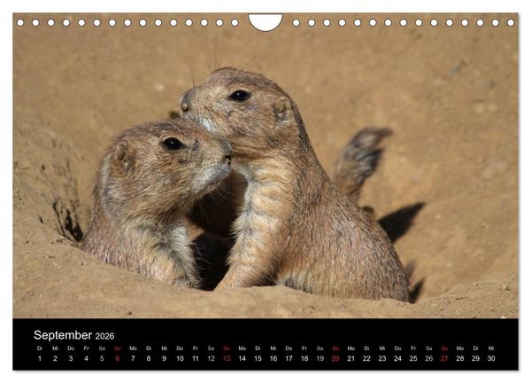 Produktbild: Zoo-Kinder (Wandkalender 2026 DIN A4 quer), CALVENDO Monatskalender